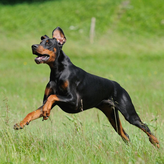 doberman pinscher best active dogs