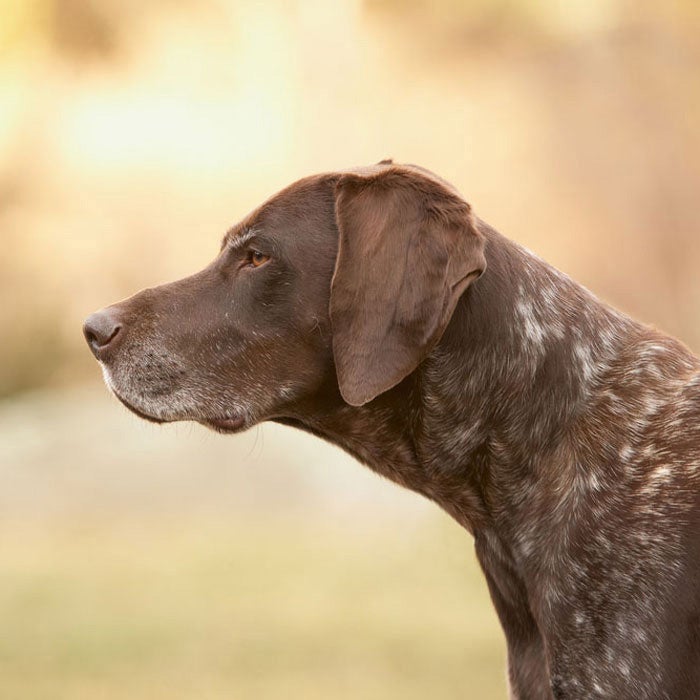 german shorthaired pointer best hunting dogs