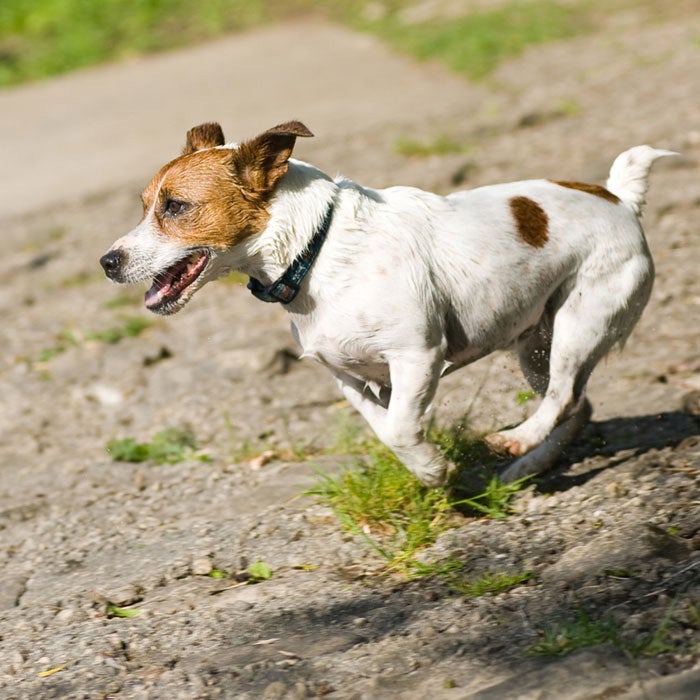 jack russell terrier best running dogs