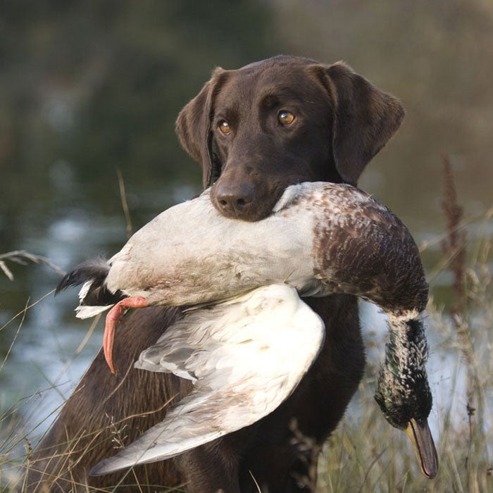 labrador retriever best hunting dogs