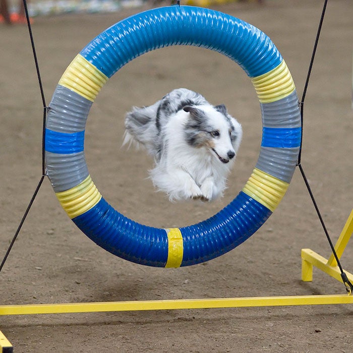 sheepdog