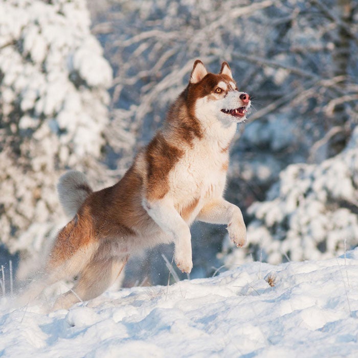siberian husky best active dogs