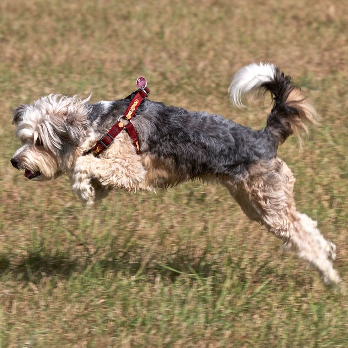 The 20 Best Active Dog Breeds