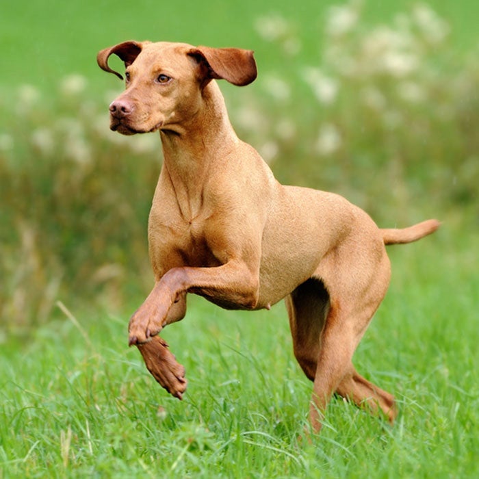 The 20 Best Active Dog Breeds