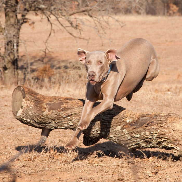 weimaraner best active dogs