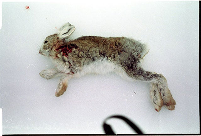 Snowshoe Hare