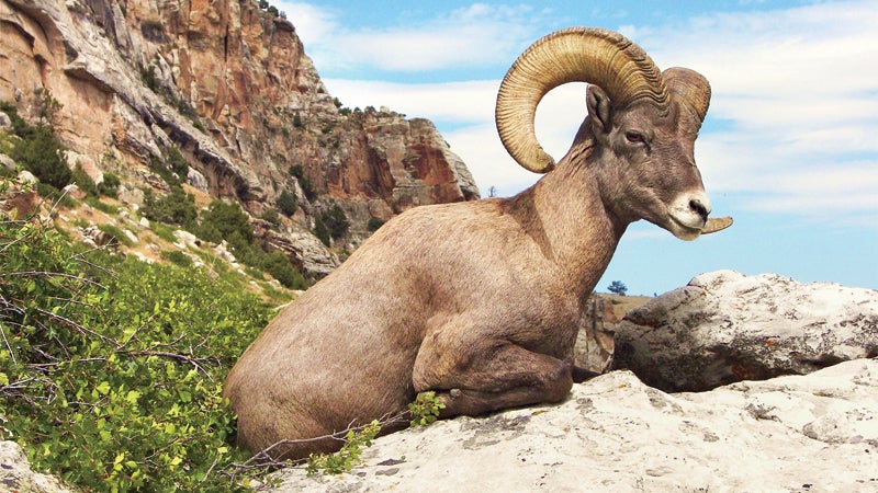 By 2009, Bam Bam was the last ram in Sinks Canyon.