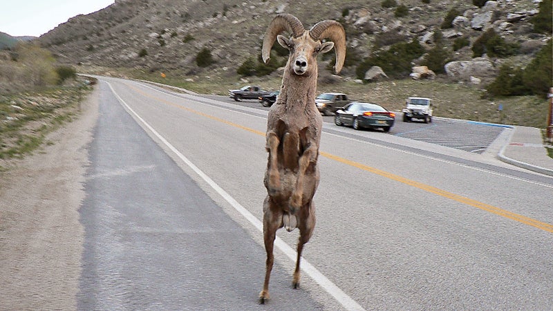 Bam Bam, viral-video legend. In the clip, he gives a Toyota his namesake head-bump.