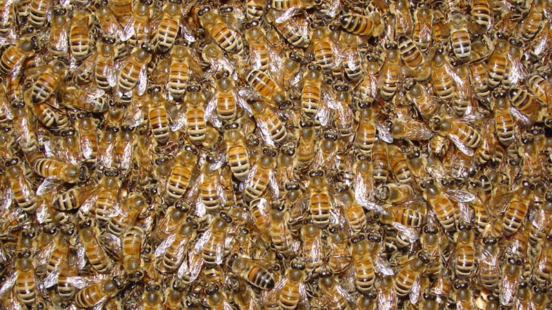 British thieves made off with 60,000 bees last month.