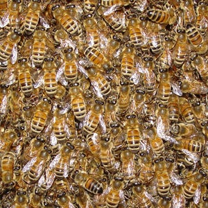 British thieves made off with 60,000 bees last month.
