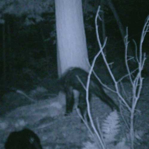 A photo of what the Bigfoot Research Organization calls a juvenile bigfoot.