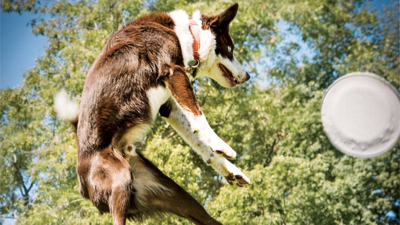 dog frisbee jumping