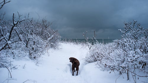 east coast winter winter weather surfing maine snow dogs