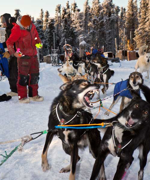 Letters From a Musher: My Unexpected Leaders