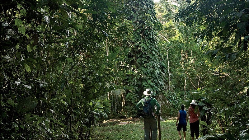 Chris Kilham, Zoe Helena, and writer Steve Hendricks, look at the giant Ceiba tree on the Amazon River.