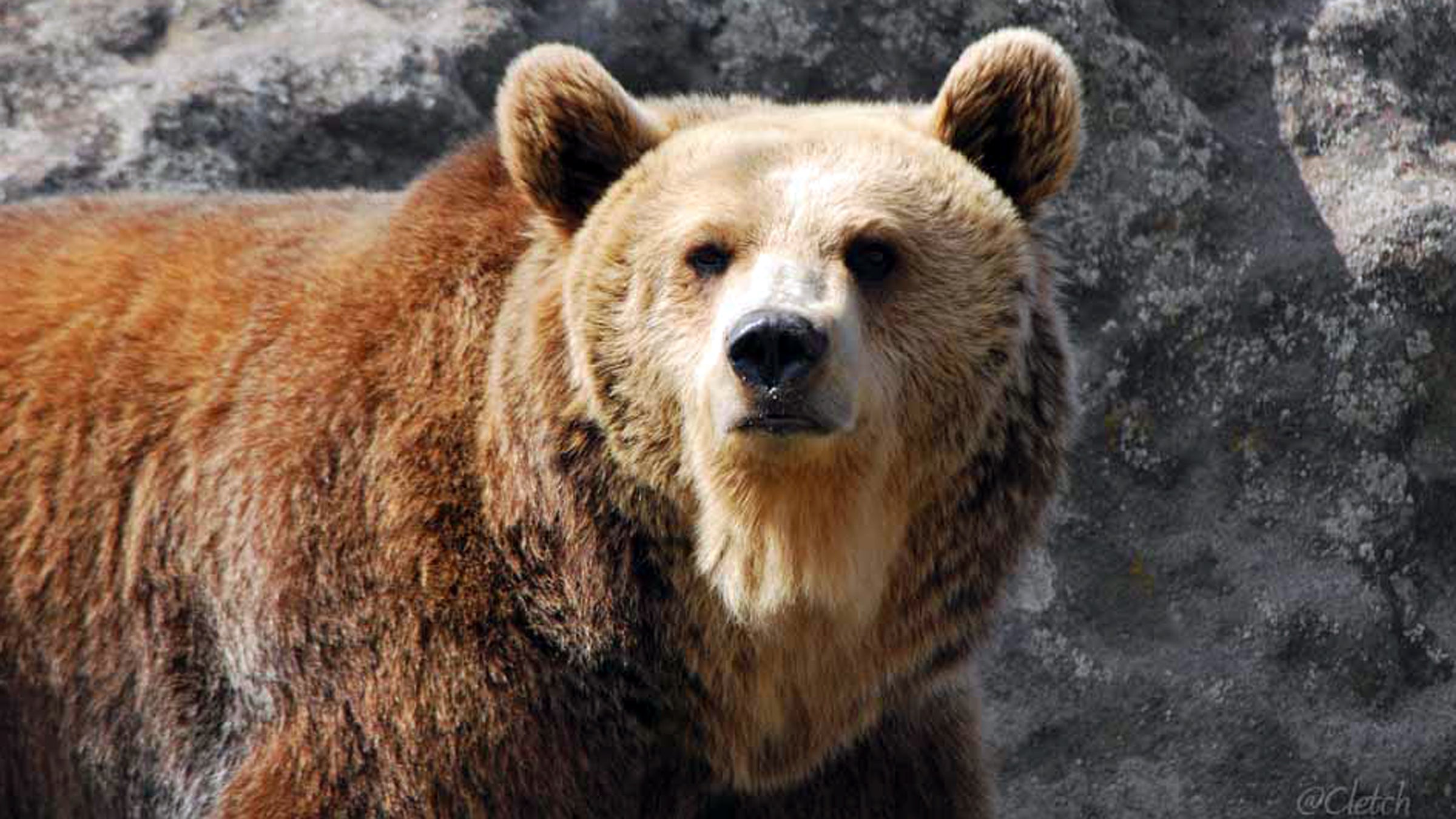 Feds Look To Reintroduce Grizzlies In The Cascades