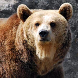 grizzly bear washington