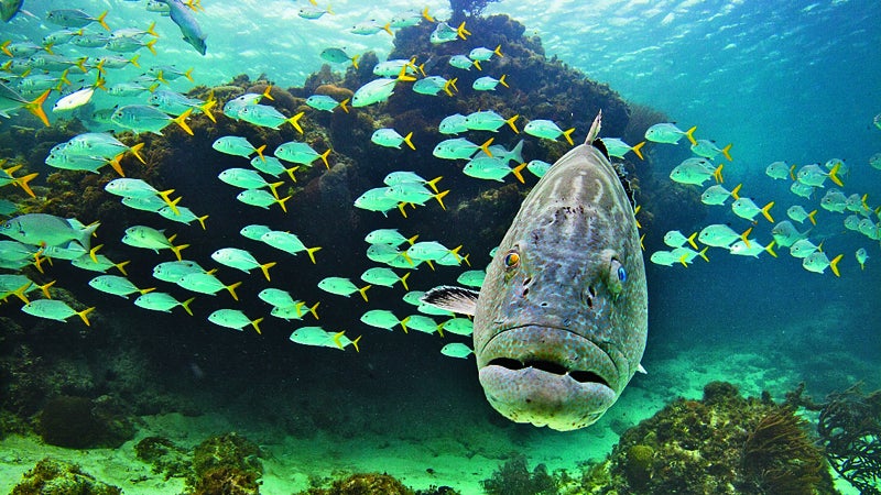 Belize San Pedro ambergris caye underwater