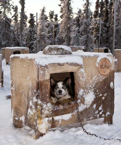 lance mackey iditarod