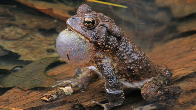 ϳԹOnline Devil's Fork State Park southeast campsites