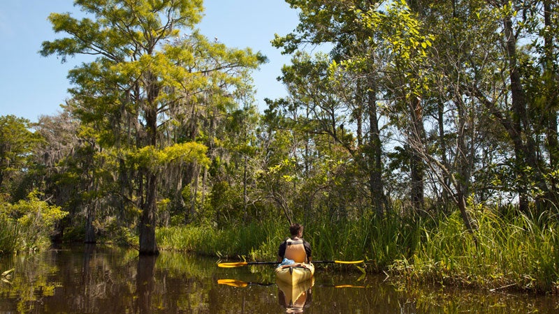 ϳԹOnline swamp kayak Okefenokee campsites southeast