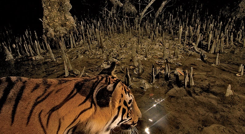 The Last of the Wild and Man-Eating Tigers