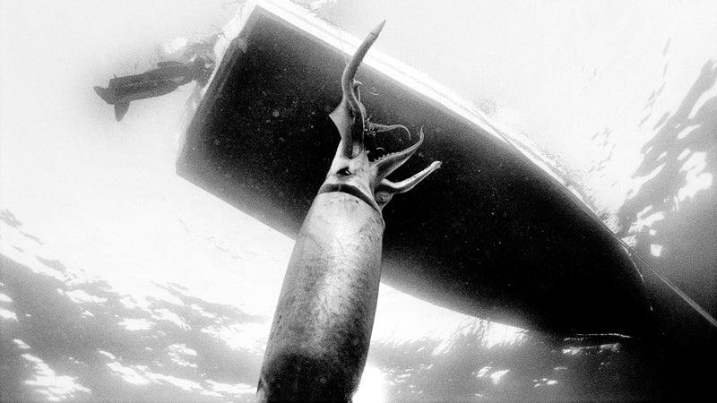 国产吃瓜黑料 July 2006 20 mph approach approaches boat squid Humboldt human flesh hard out here shrimp ocean sea eery beast below underwater