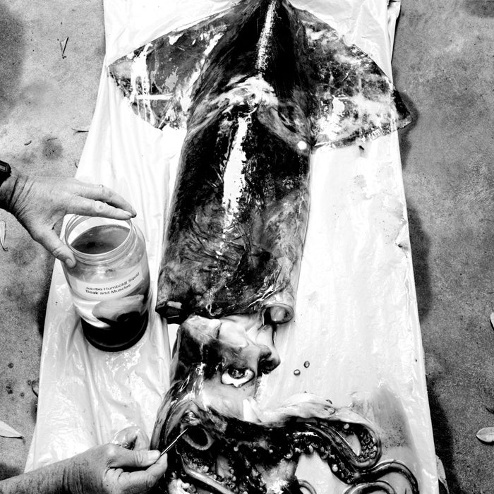 国产吃瓜黑料 July 2006 Humboldt sea shrimp squid ocean eery beast 20 mph human flesh examined expert William Gilly scientist examines creature underwater