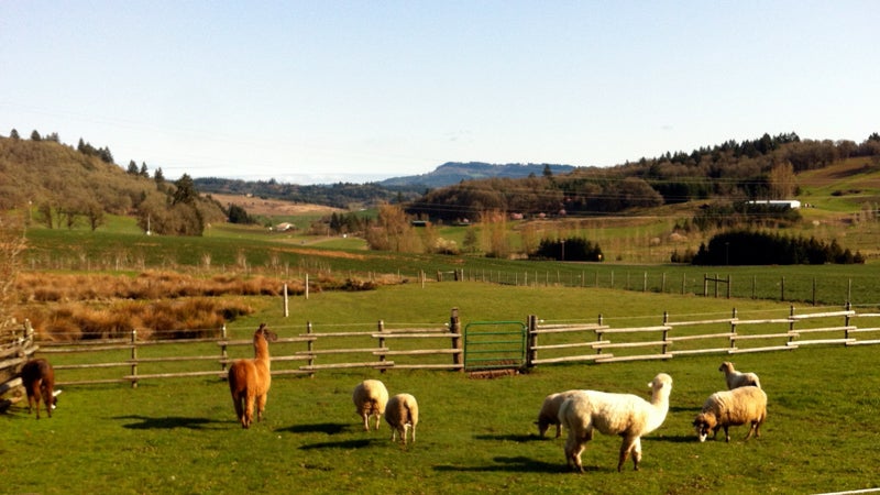 Various pastures throughout the property offer the opportunity to, for instance, pet llamas (you know you've always wanted to).