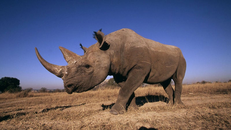 Rhino rescue: Endangered mammals treated to a breathtaking ride to safety  from the clutches of poachers