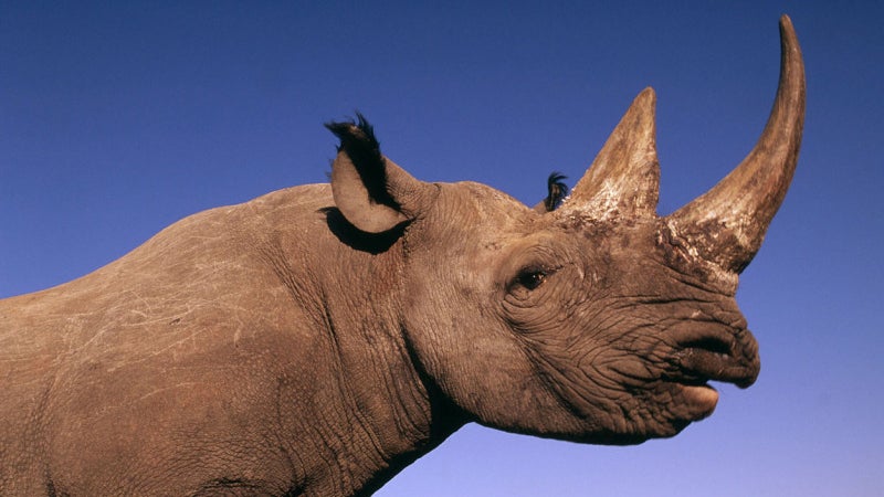 Diceros bicornis Black rhinocer poachers outside magazine outside online rhino black rhino namibia zimbabwe