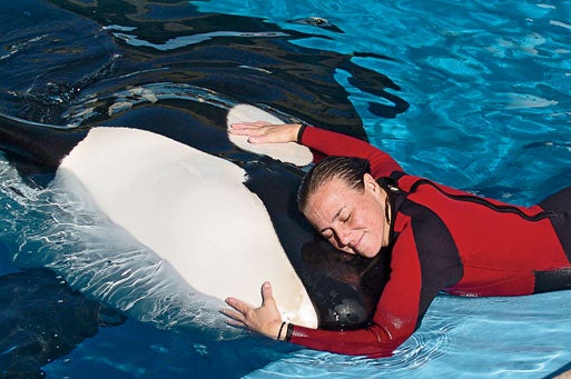 Dawn Brancheau with an orca, December 2005