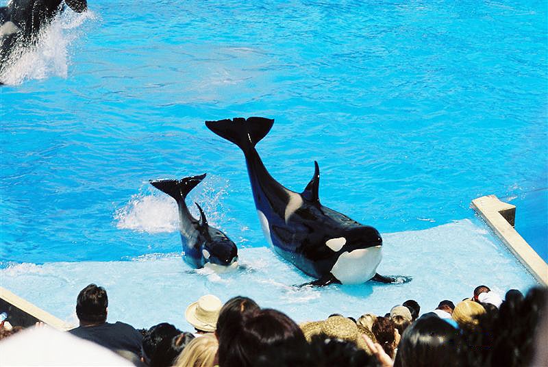 Seaworld Seaworld Trainers Animal Care OutsideOnline