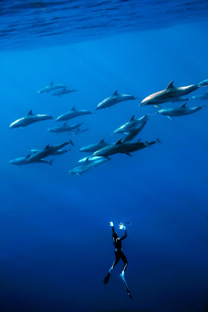 fabrice schnoller, dolphins, deep, james nestor, sperm whales
