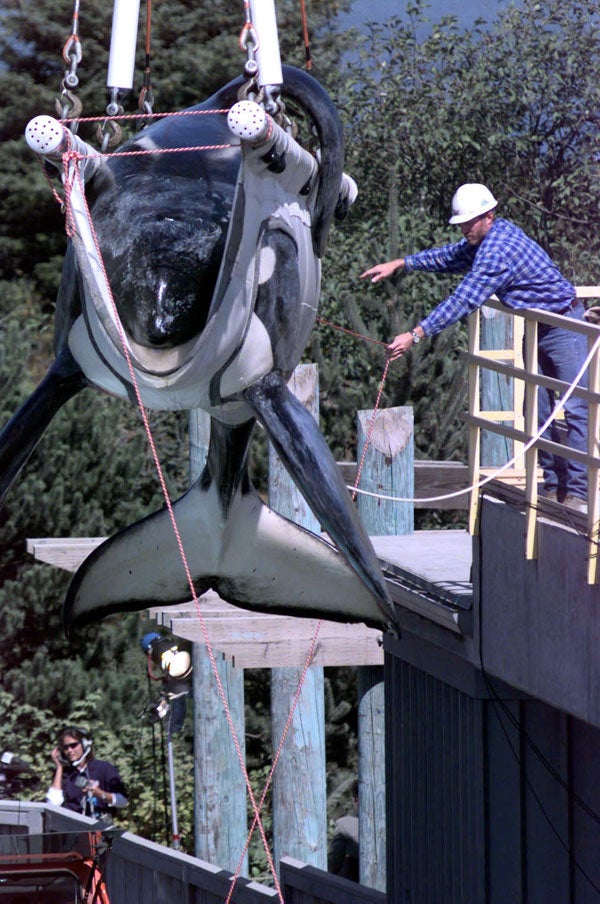 Keiko, the killer whale star of "Free Willy," is weighed as he is loaded into his specially made transport tank at the Oregon State Aquarium, on Sept. 9, 1998. Jim Horton worked to return Keiko back to his home waters.