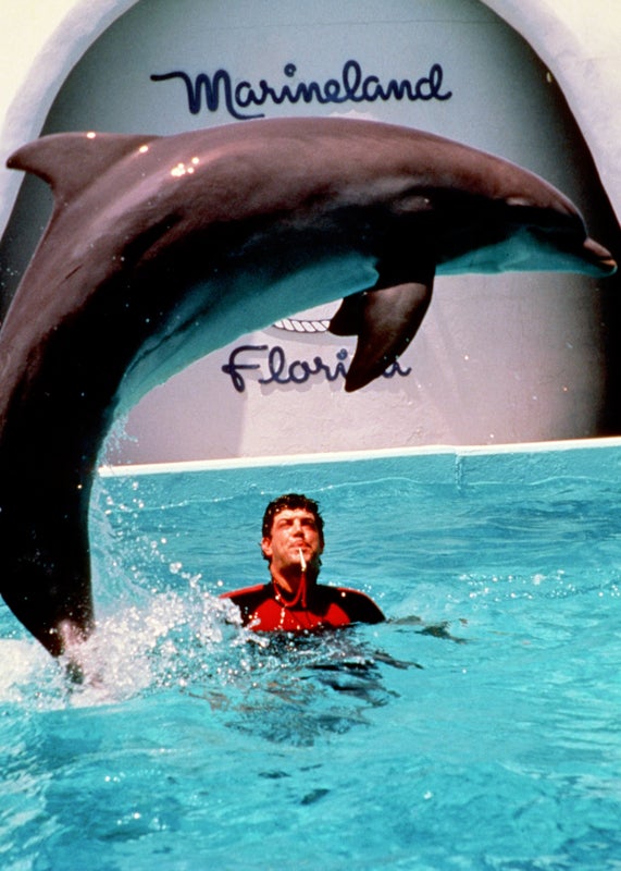 Marine Mammals Marineland 国产吃瓜黑料 Online Military Dolphins