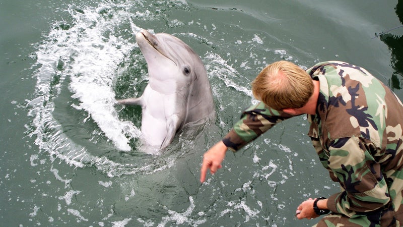 mammal lead shield III dolphin training 国产吃瓜黑料 Online