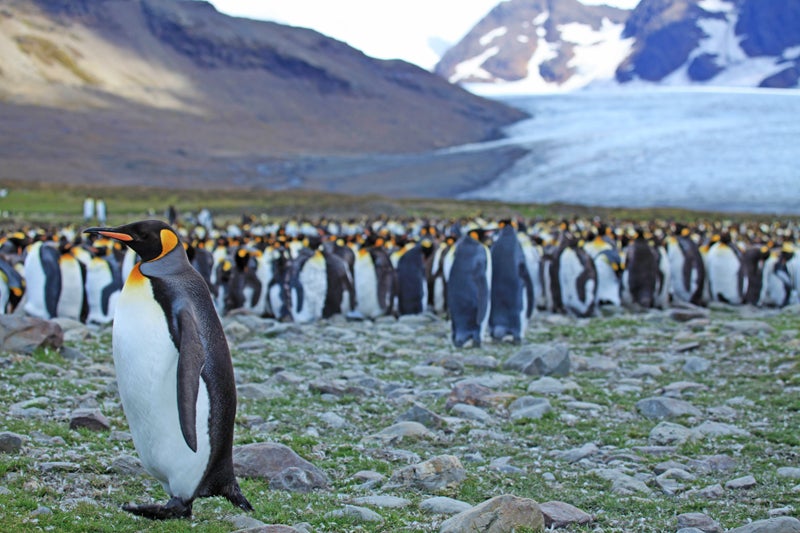 emperor penguin south georgia south georgia island sir ernest shackleton antarctica british imperial trans-antarcti andes patagonia argentina penguin seal blubber kate siber outside magazine outside online the go list travel escapes national geographic explorer