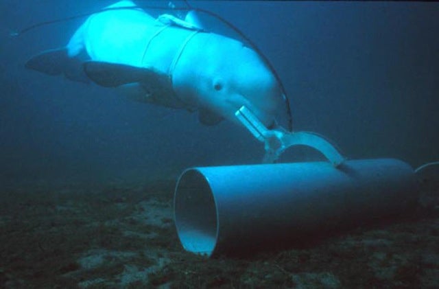 Beached Whales US Navy Military Dolphins