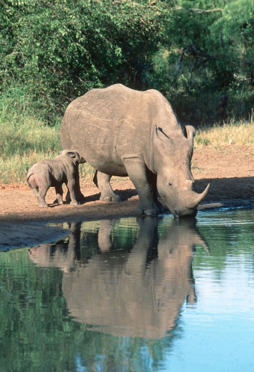 poaching outside magazine outside online namibia zimbabwe rhino geotagging orphan poachers watering hole