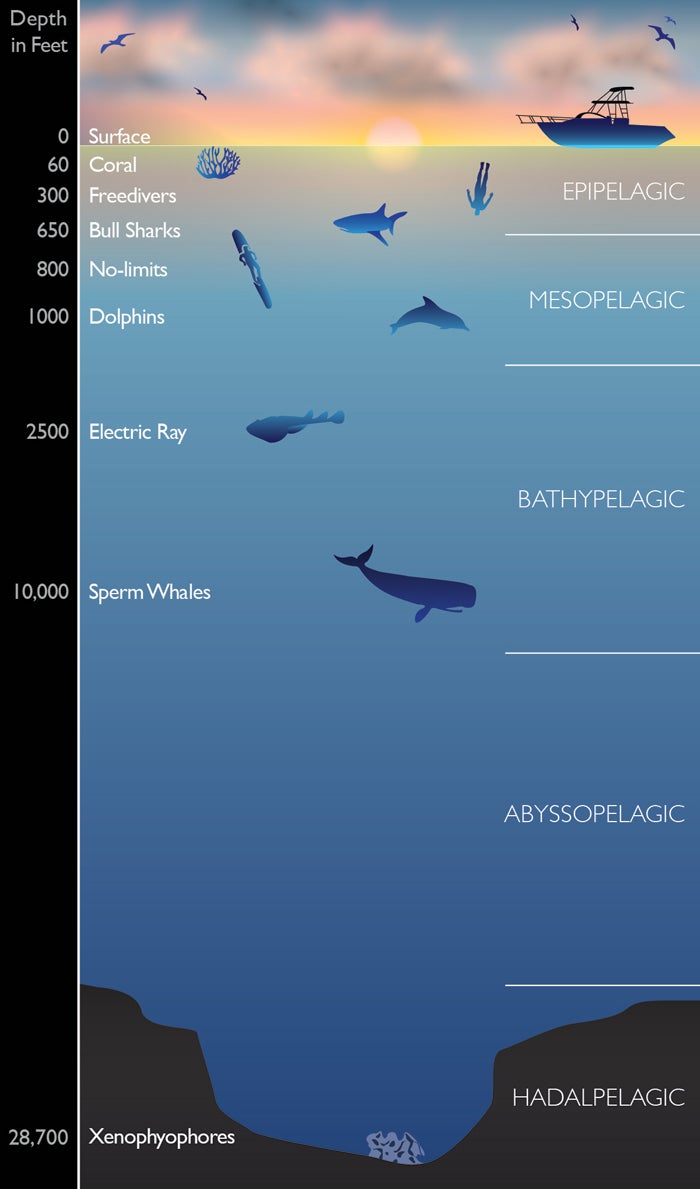 FISH-S-ST-100-T  Hokums Industrial