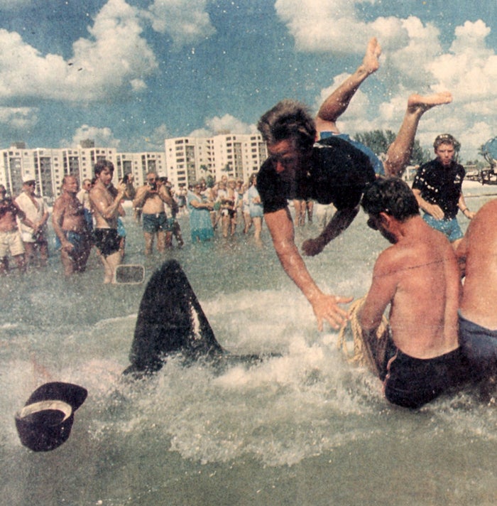 Jim Horton flies through the air after being slapped by a beached pilot whale's tail during a rescue at Florida's Fort Myers Beach.