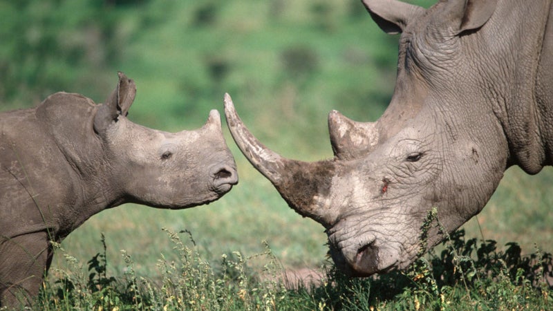 Ceratotherium simum simum Southern White rhinoceros. Adul