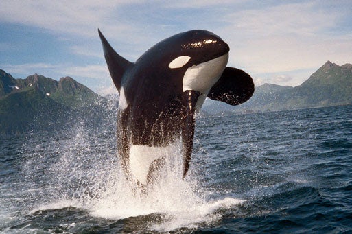 HORROR: Adult Orca Killed by Fishing Gear in Canada – Veganista