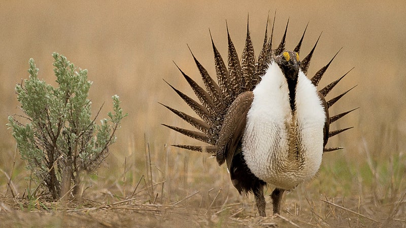 Greater Sage Grouse Centrocercus urophus Mansfield Washington USA outside whats next conservation wildlife animals