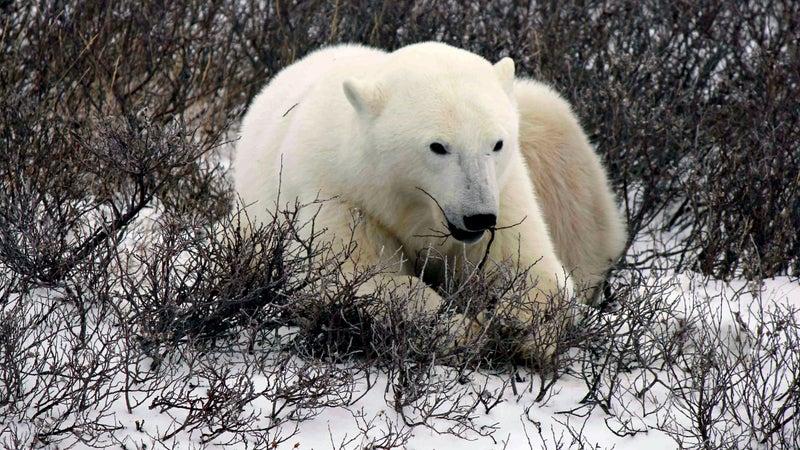 polar bear canada wildlife