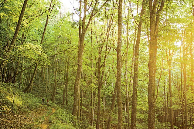 Pisgah National Forest North Carolina.