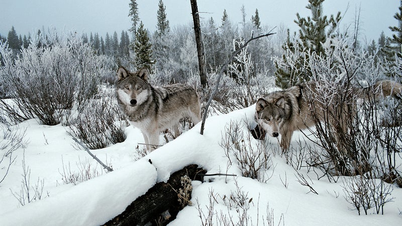 gray wolf idaho sawtooth mountains