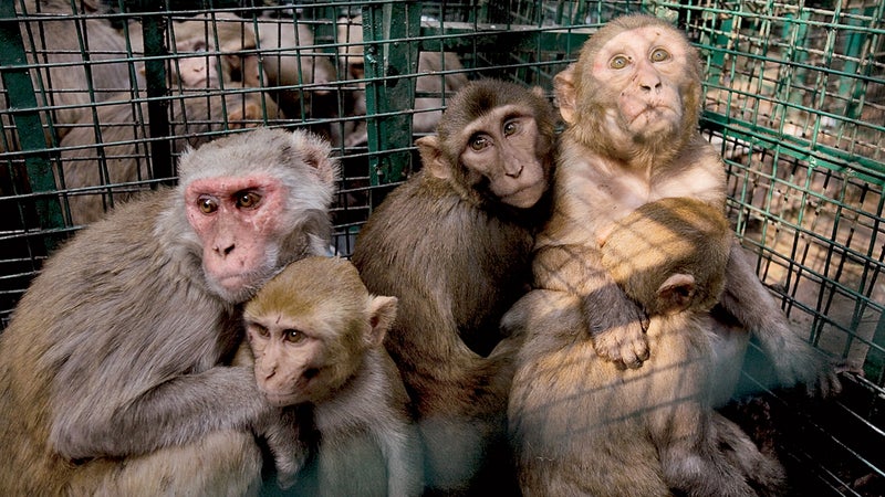 rhesus monkey monkey problem monkey india outdoors outside classics outside online outside magazine