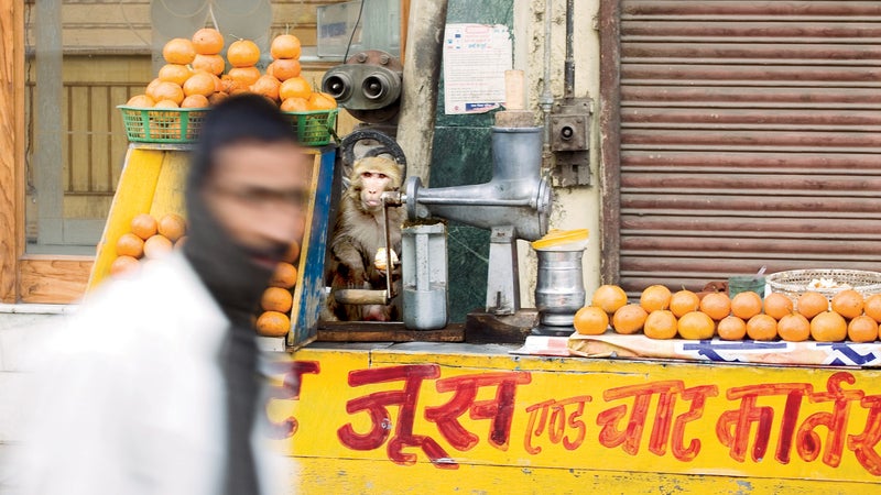 rhesus monkey monkey monkey problem india outdoors outside classics outside magazine outside online